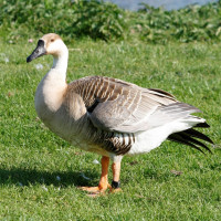 Swan Goose